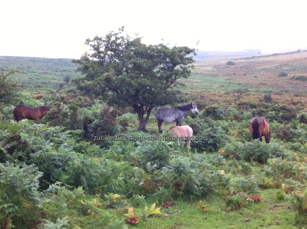 England (by Andreas von Richthofen) //