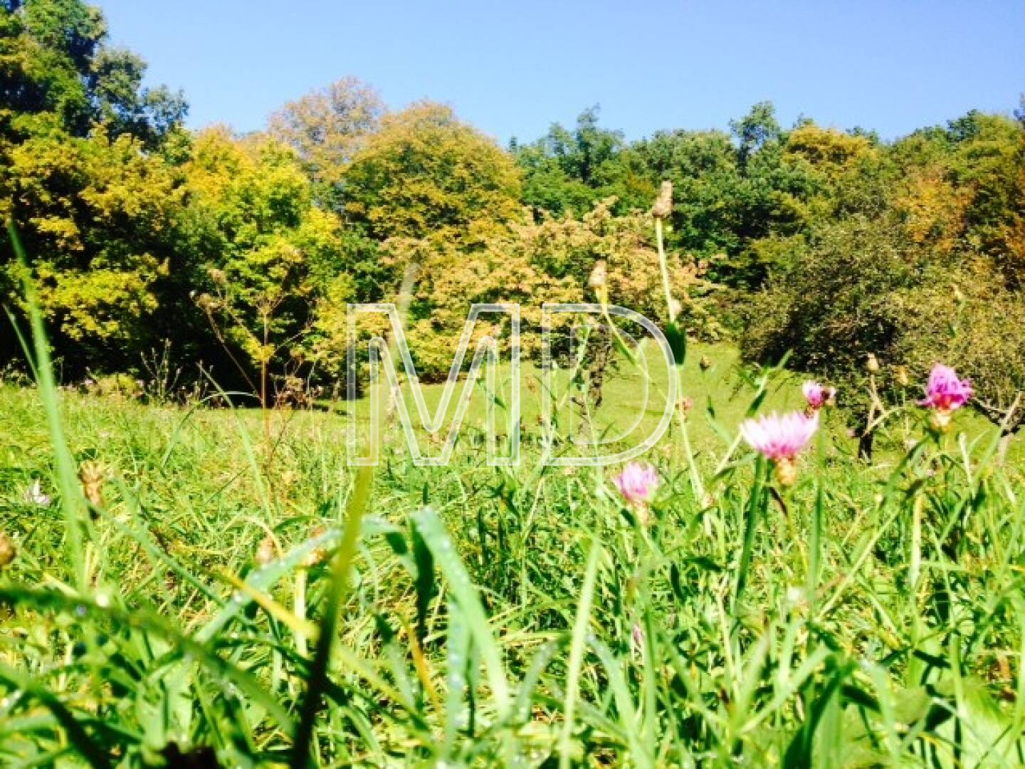 Wiese, Bäume, Blumen