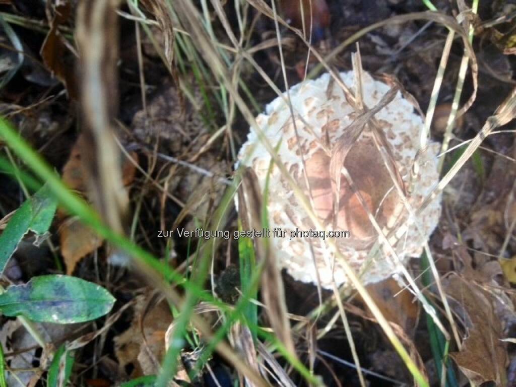 Parasol, © Martina Draper / Diverse (16.10.2013) 