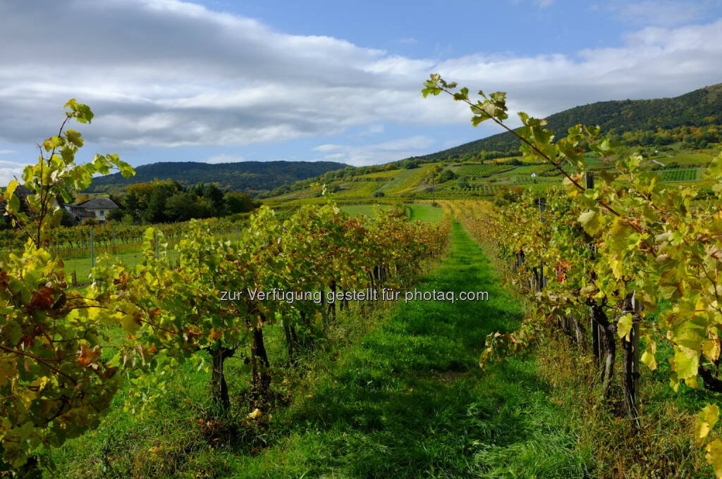 Weinreben, © Martina Draper / Diverse (16.10.2013) 