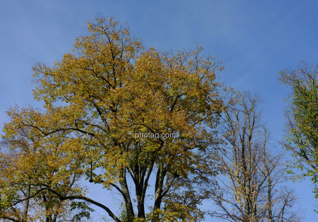 Herbst, Bäume, © Martina Draper / Diverse (24.10.2013) 