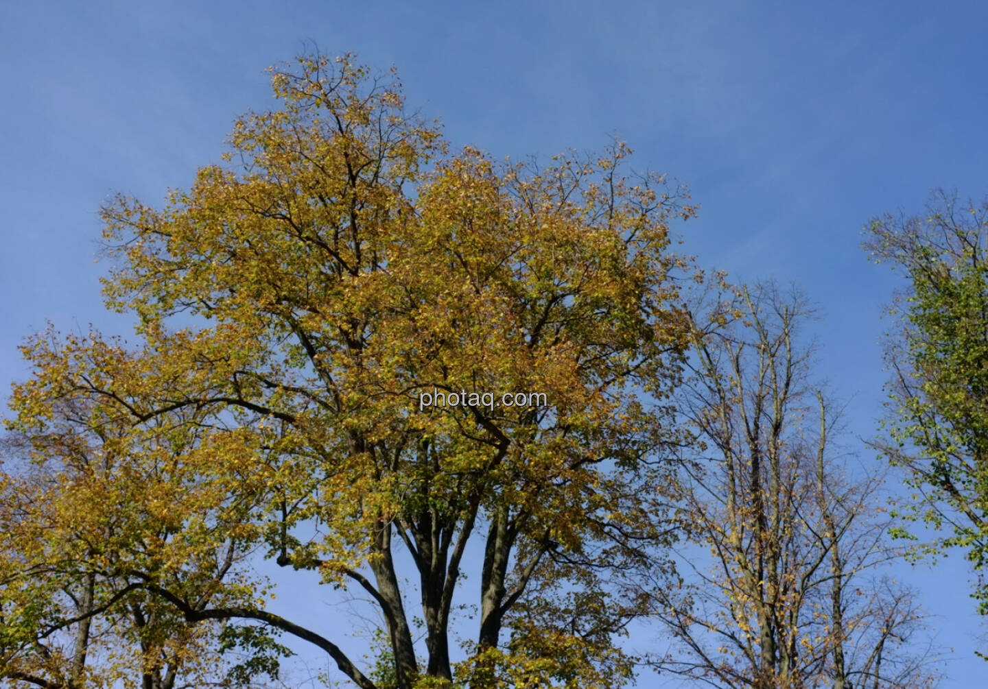 Herbst, Bäume