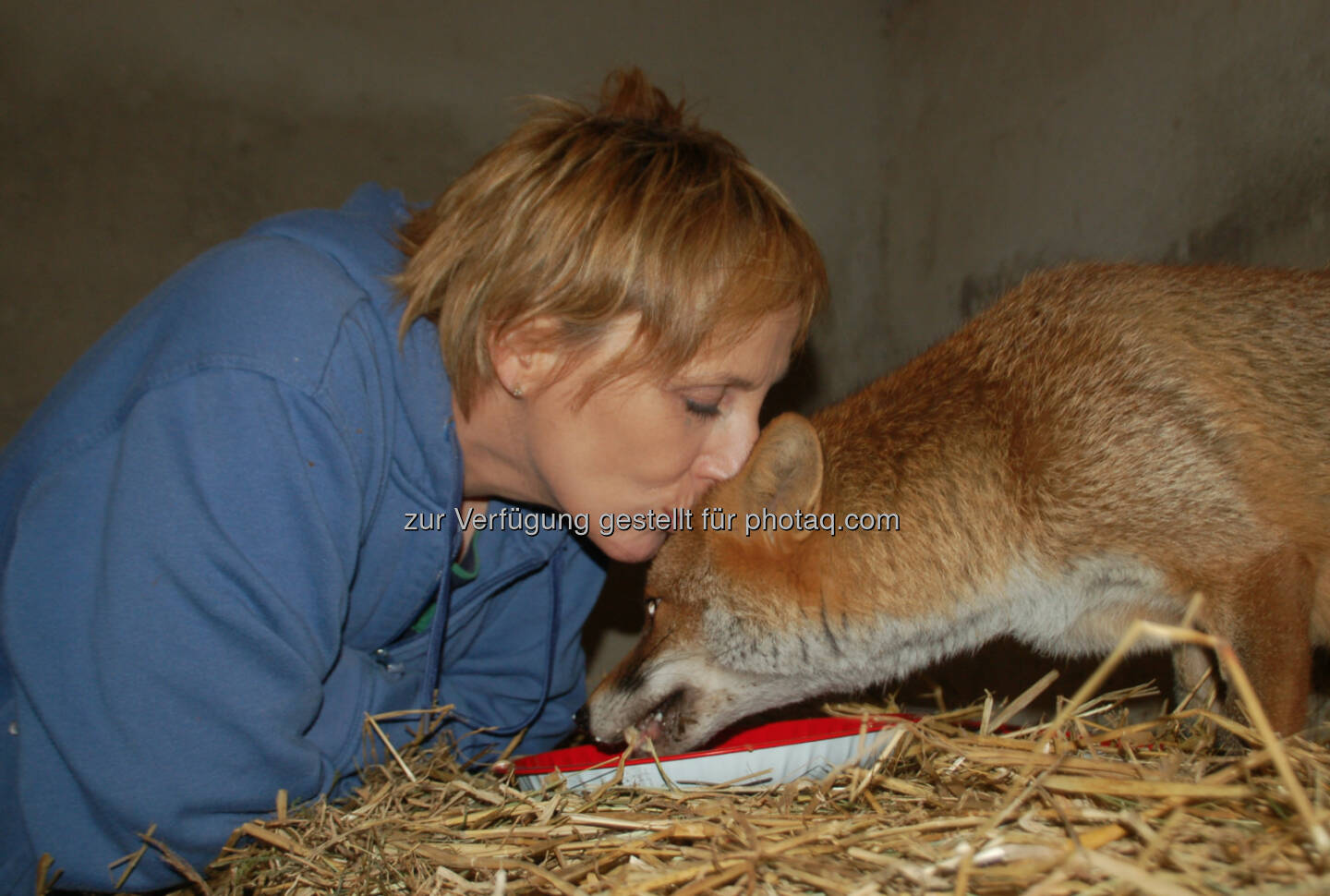 Tierparadies Schabenreith: Mit dem Vereinstausender kann die Tierarztrechnung für die Rettung des Fuchses Herr Meier von Schlau beglichen werden (Credit: Krähe/www.tierparadies.at)