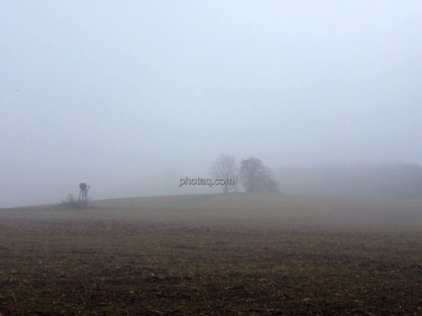 Feld, Bäume, Nebel