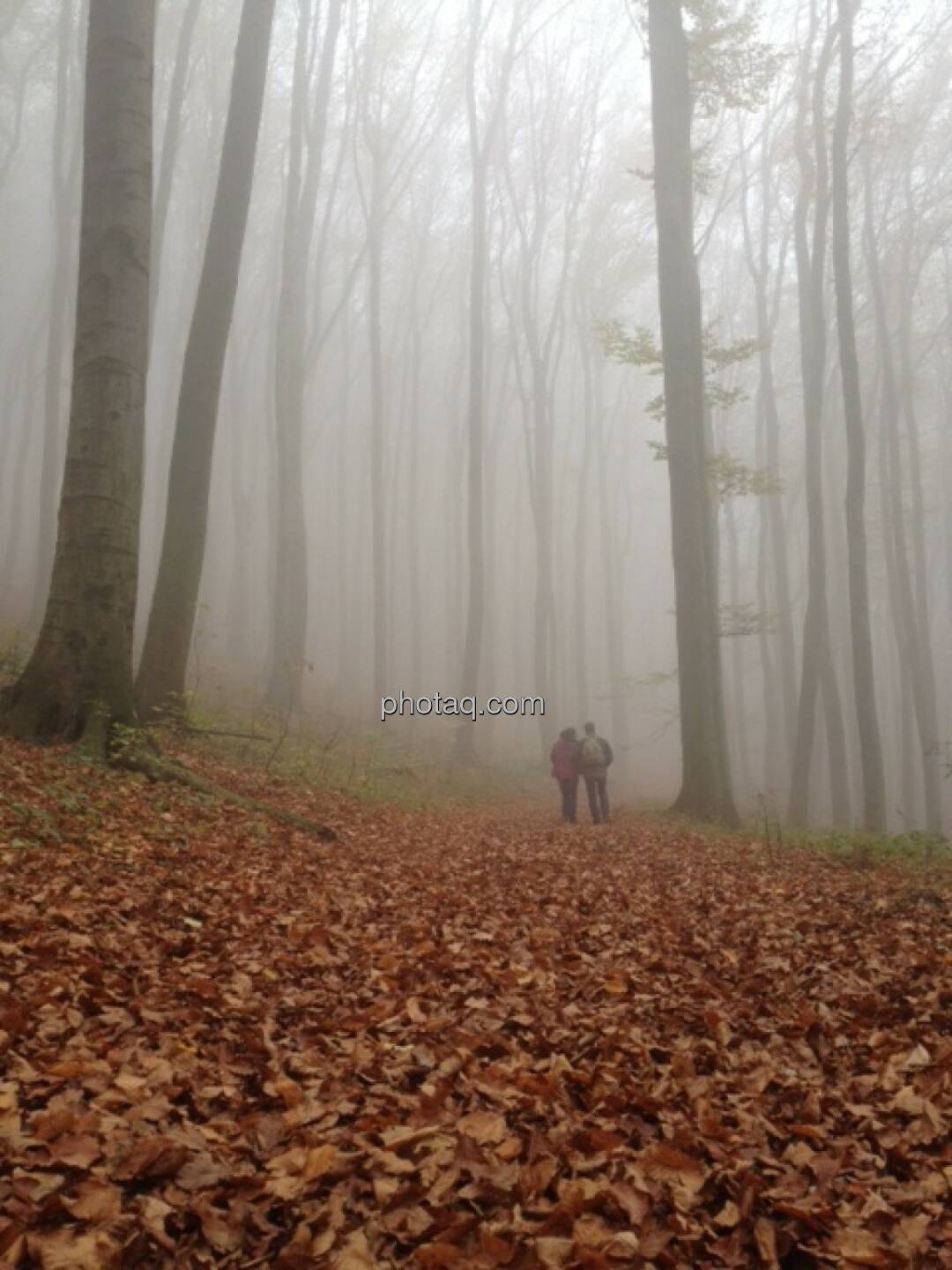 Wald, Nebel, Spaziergänger