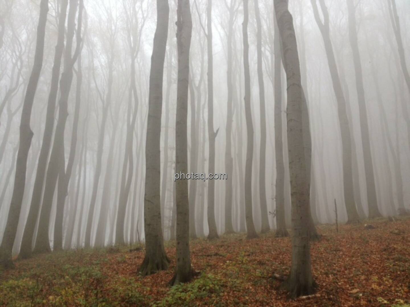 Wald, Nebel