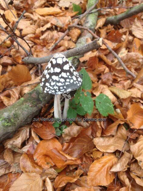 Pilz, Laub, © Martina Draper / Diverse (02.11.2013) 