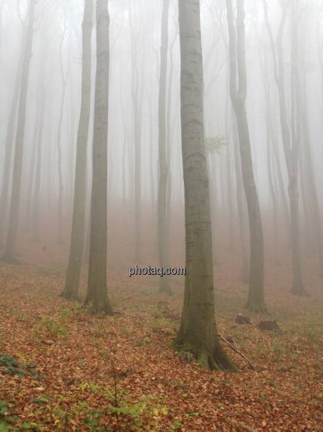 Herbst, Nebel, Baumstämme, © Martina Draper / Diverse (02.11.2013) 