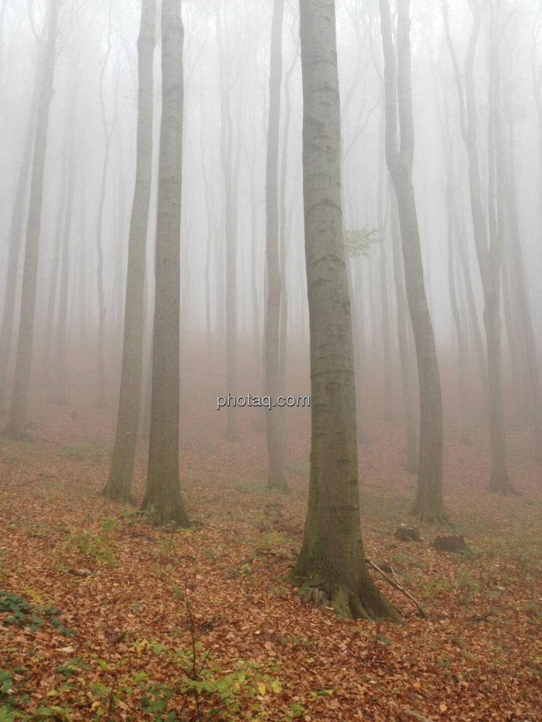 Herbst, Nebel, Baumstämme