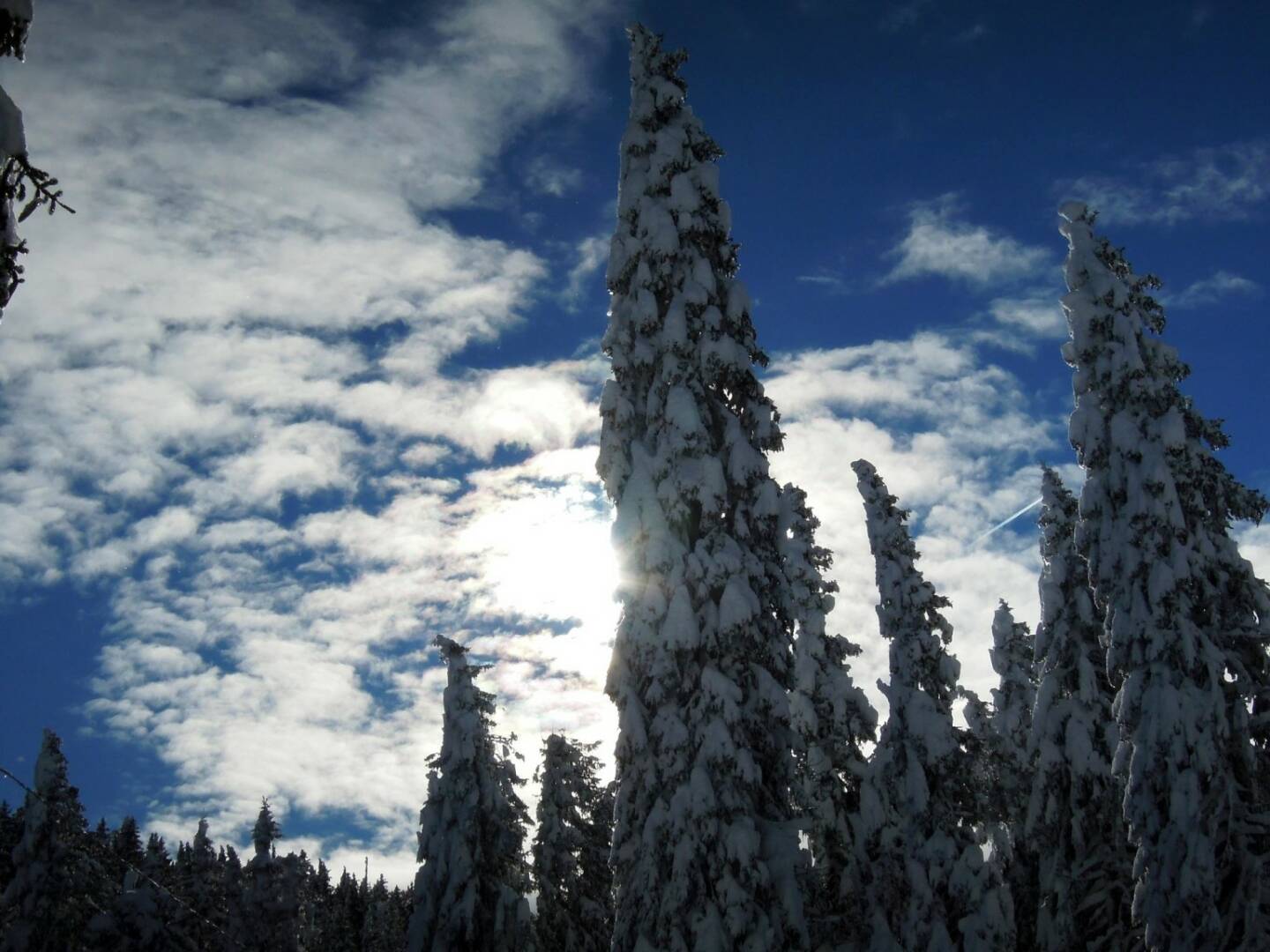 Bäume, Schnee, Vigljoch, Südtirol