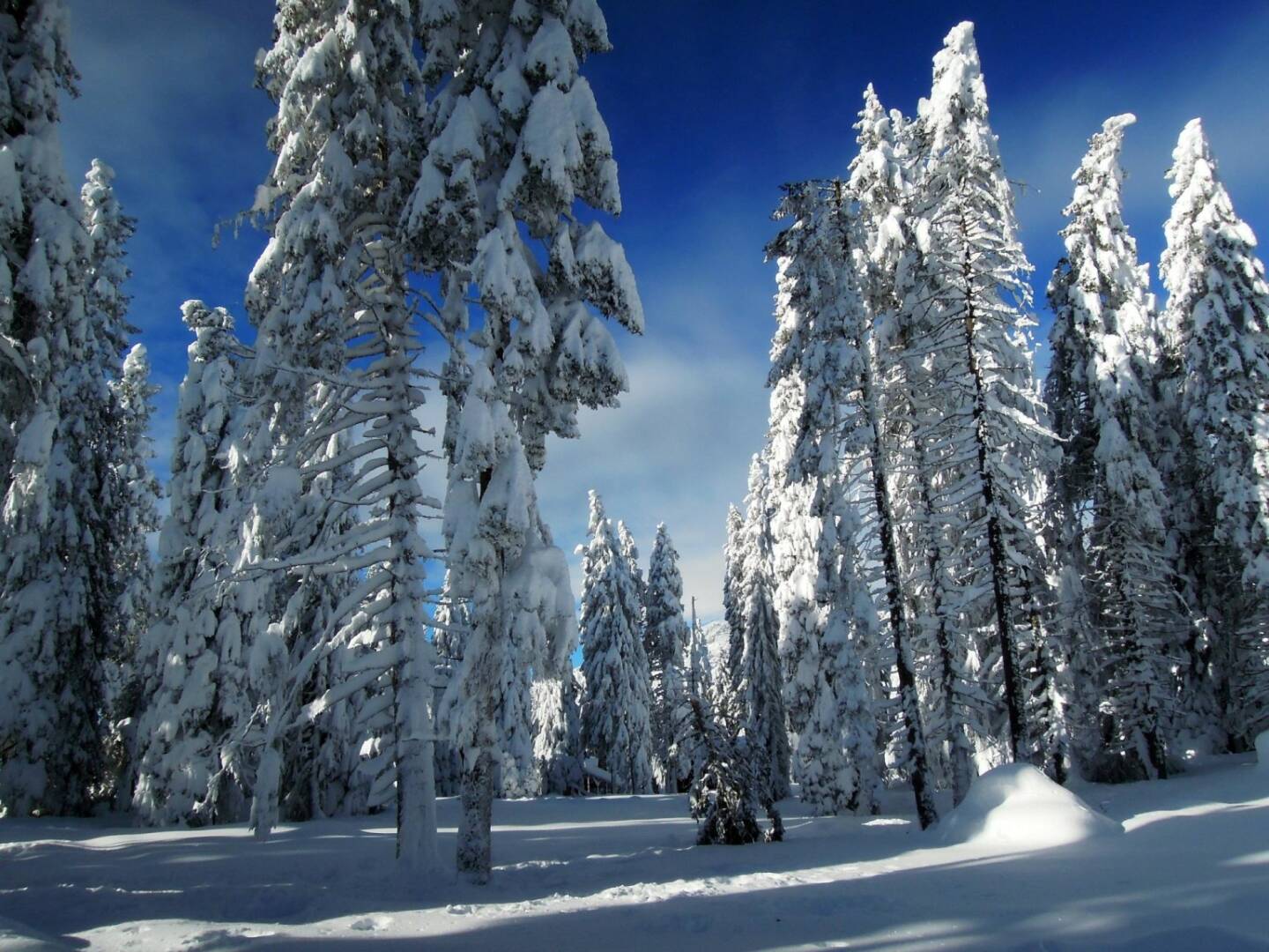 Bäume, Schnee, Vigljoch, Südtirol