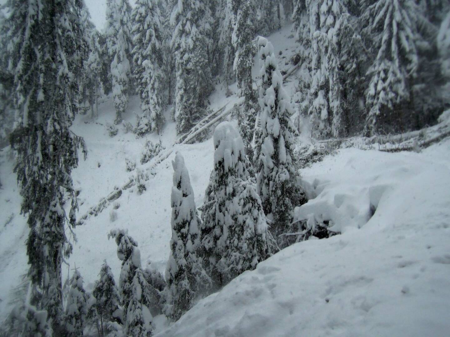 Bäume, Schnee, Nebel, Vigljoch, Südtirol