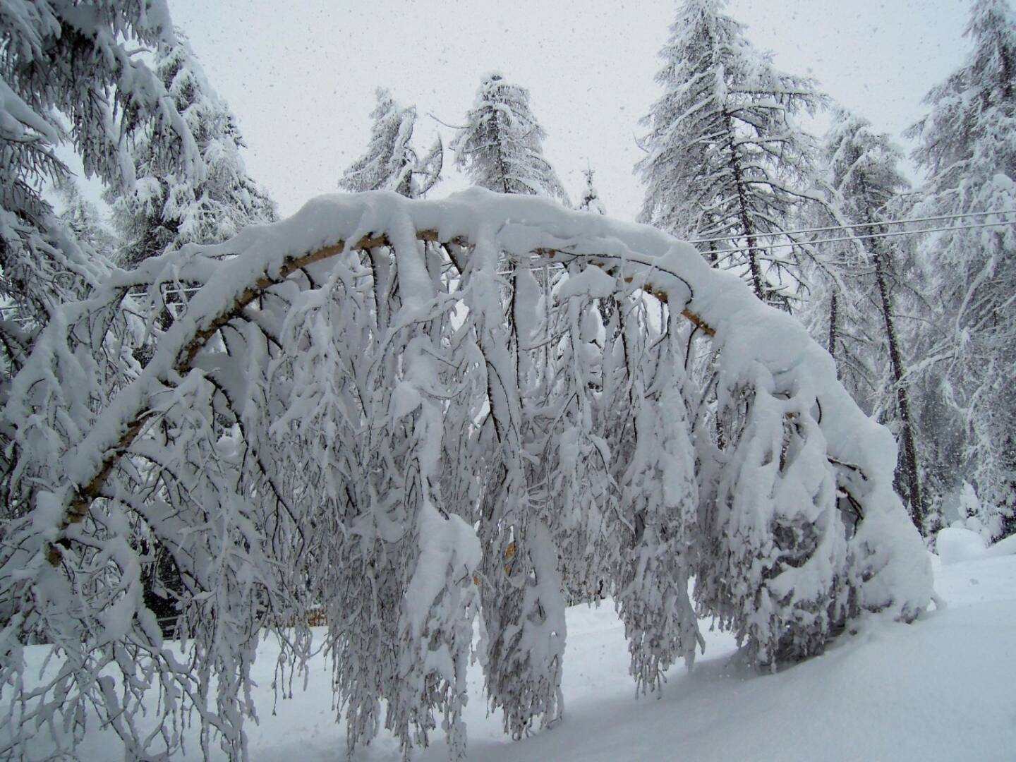 Baum, Schnee, geknickt, Vigljoch, Südtirol
