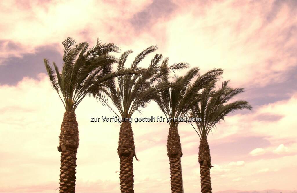 Palm Trees at Sunset, Palmen (2011) , © Dietmar Scherf (17.02.2014) 
