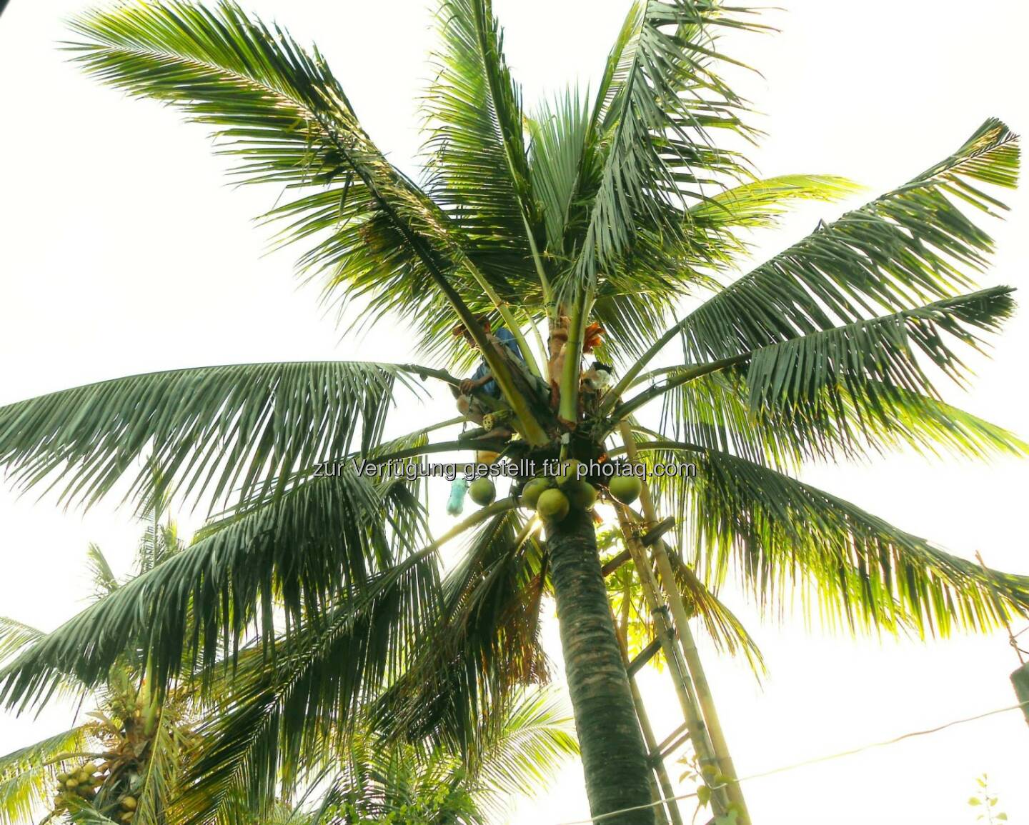 Coconut Tree (2014)