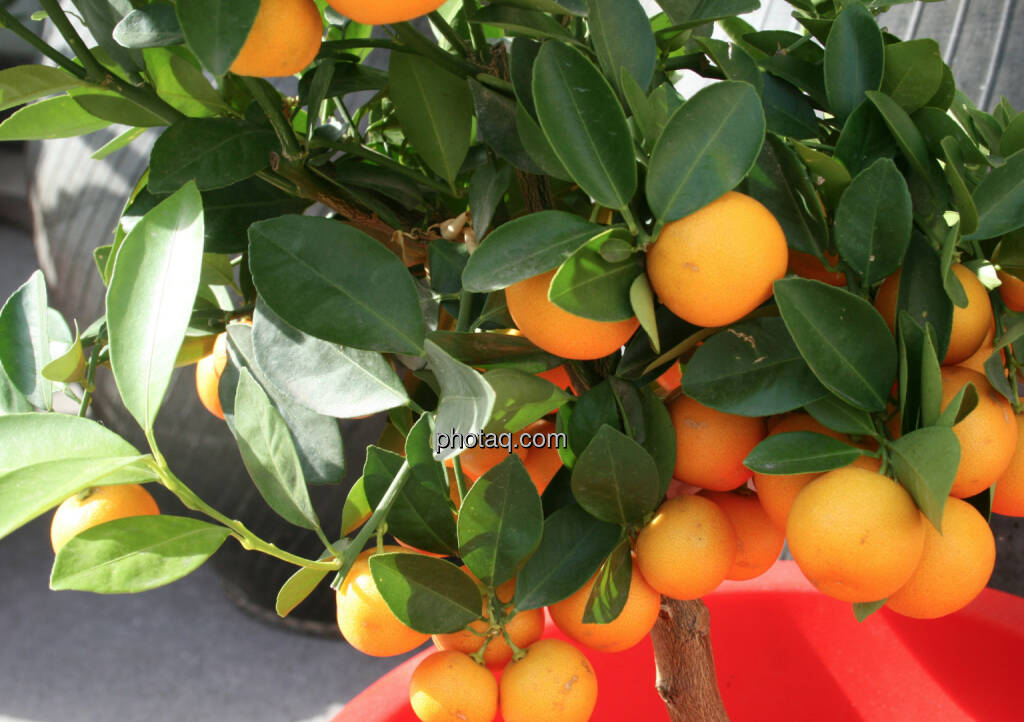 Orangen (12.04.2014)