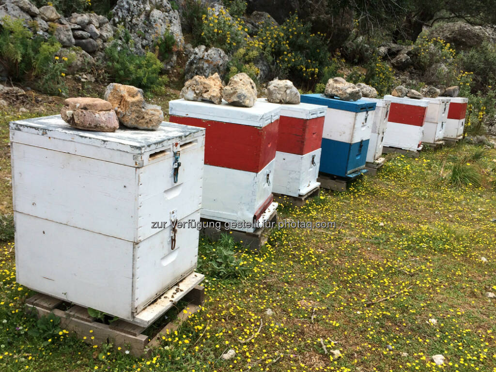 Bienen, Bienenstock, © Martina Draper (15.04.2014) 