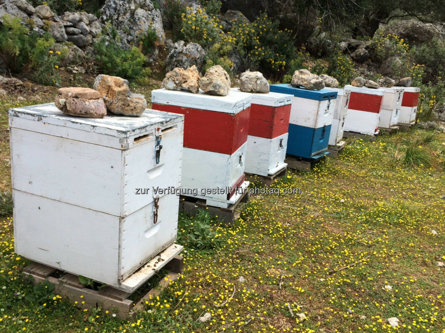 Bienen, Bienenstock