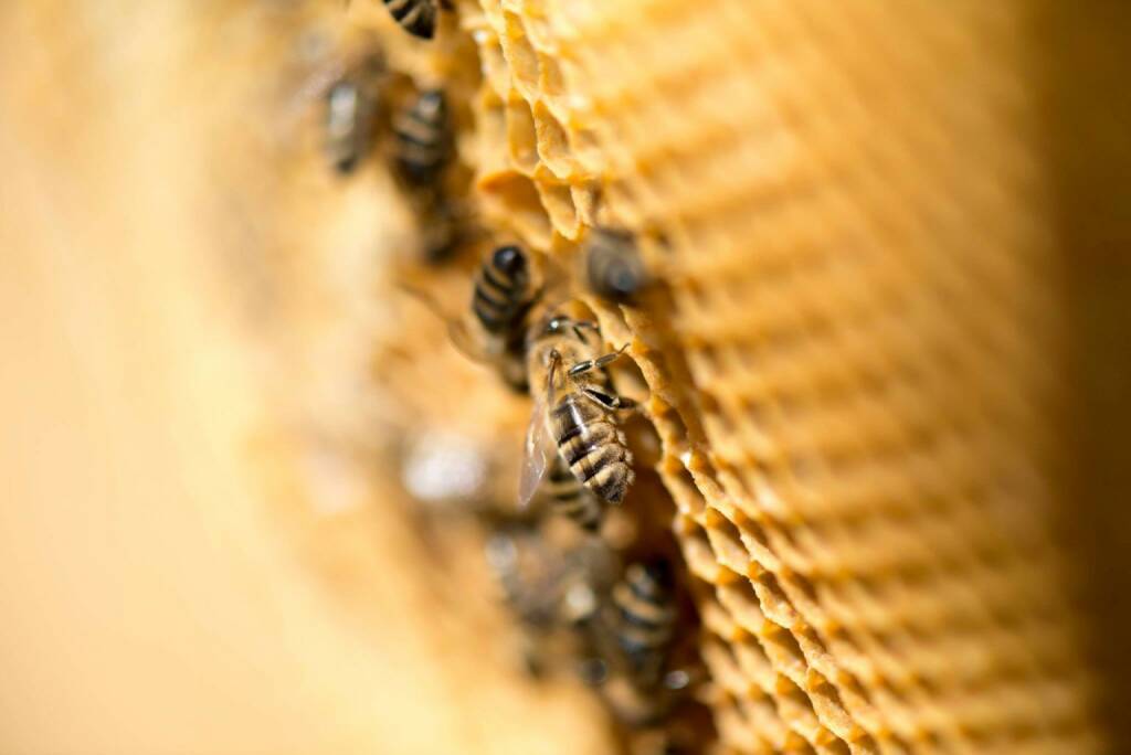 Bienen in Mauer bei Wien, © Eizinger (16.04.2014) 