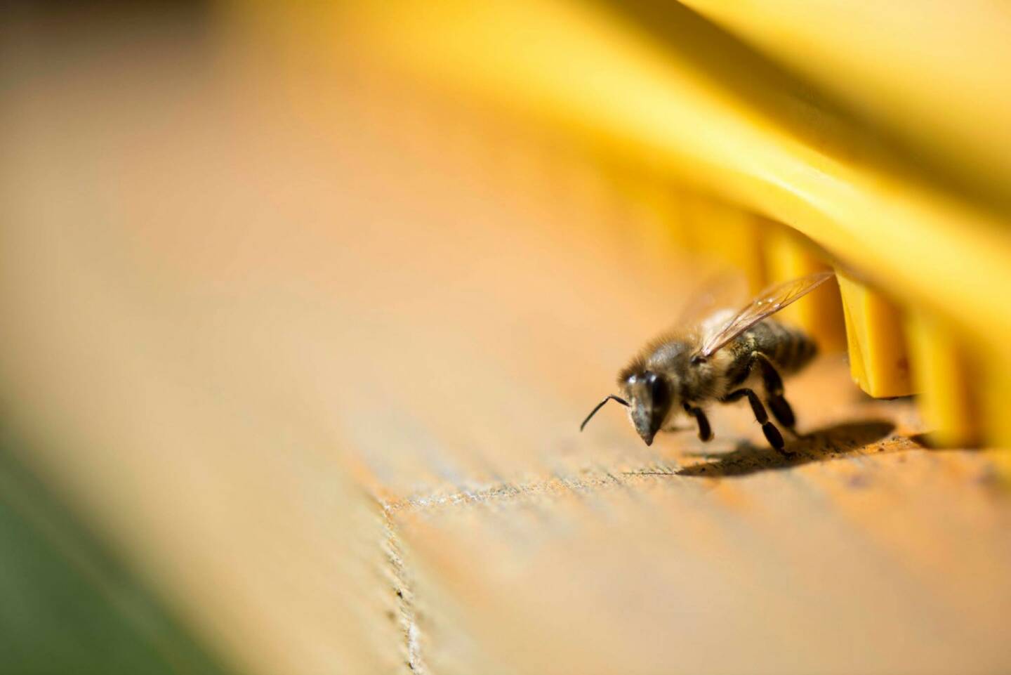 Bienen in Mauer bei Wien