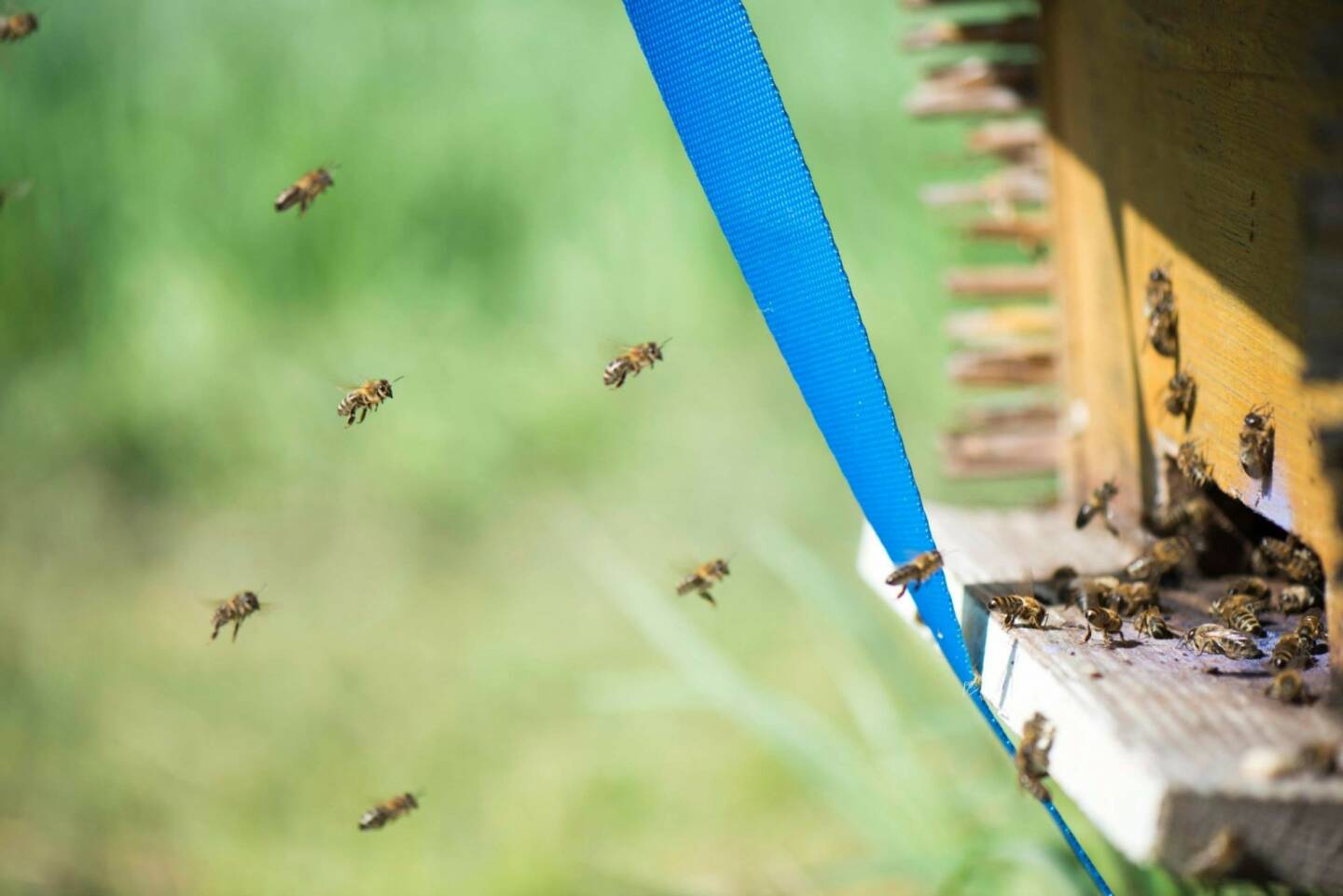 Bienen in Mauer bei Wien; Anreise, Event