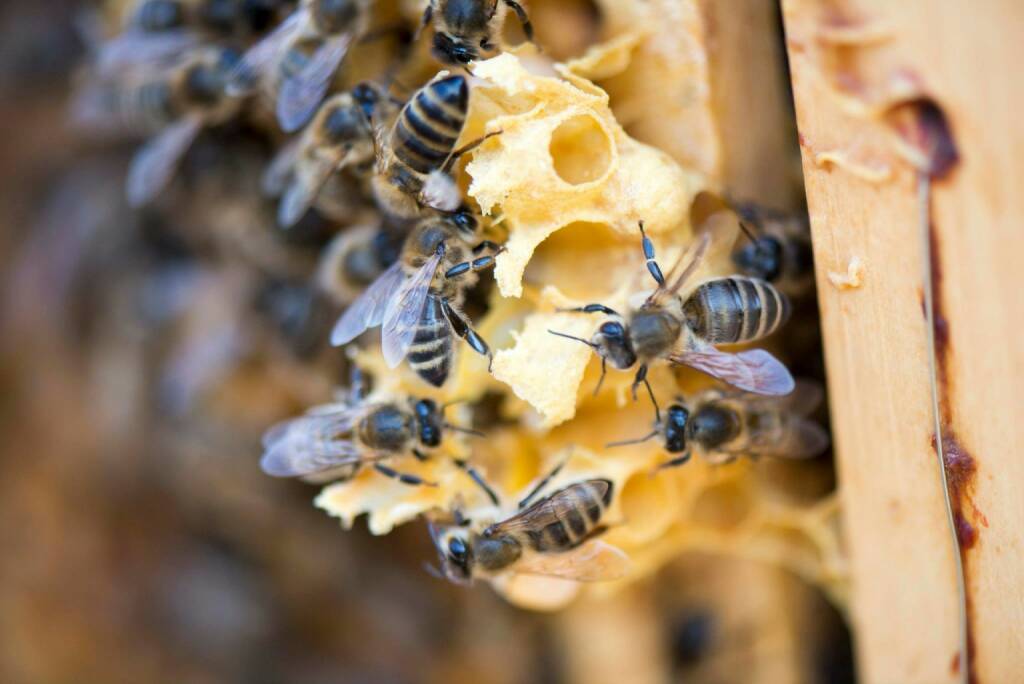 Bienen in Mauer bei Wien, © Eizinger (16.04.2014) 