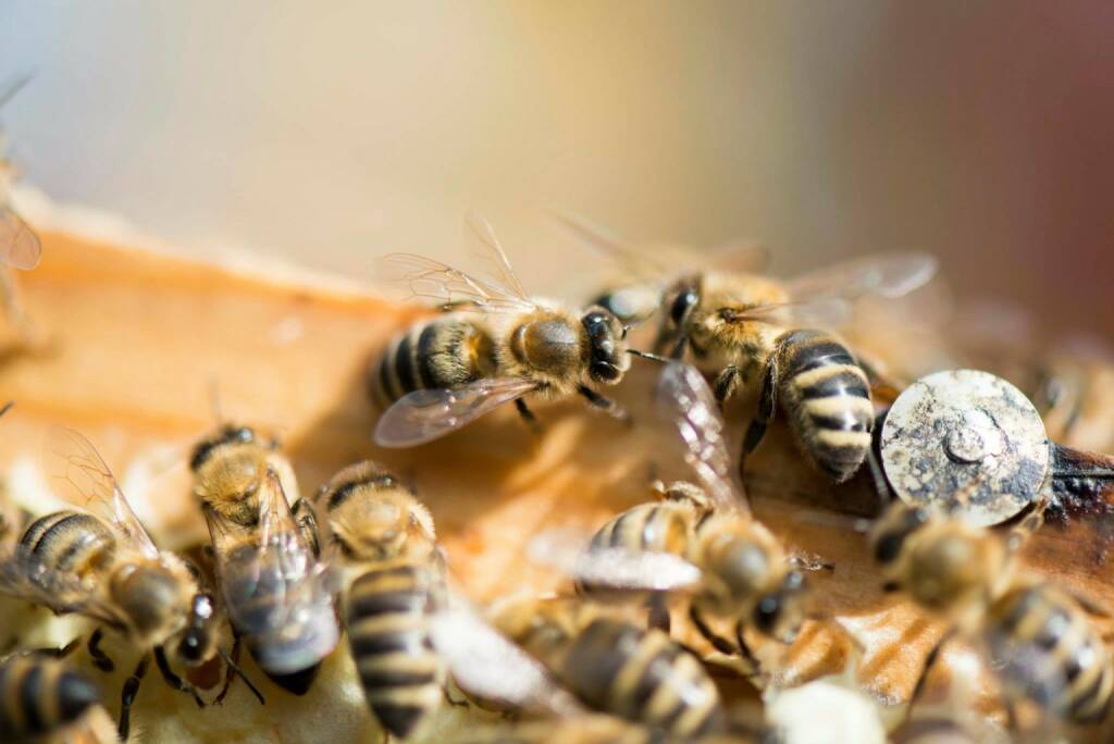 Bienen in Mauer bei Wien, © Eizinger (16.04.2014) 