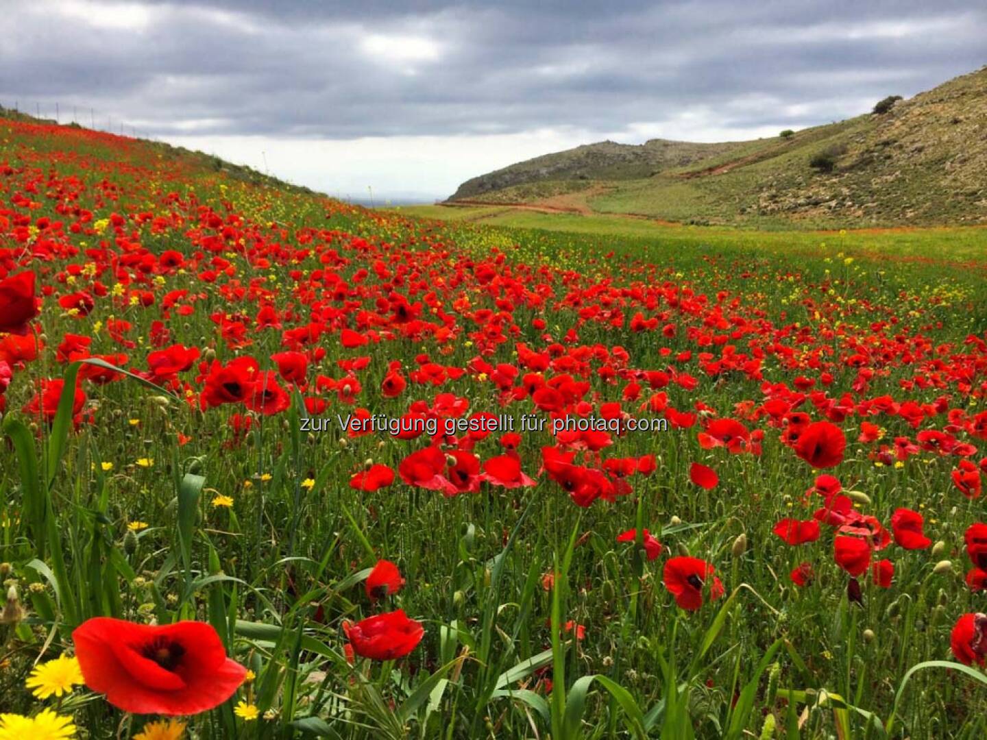 Mohn