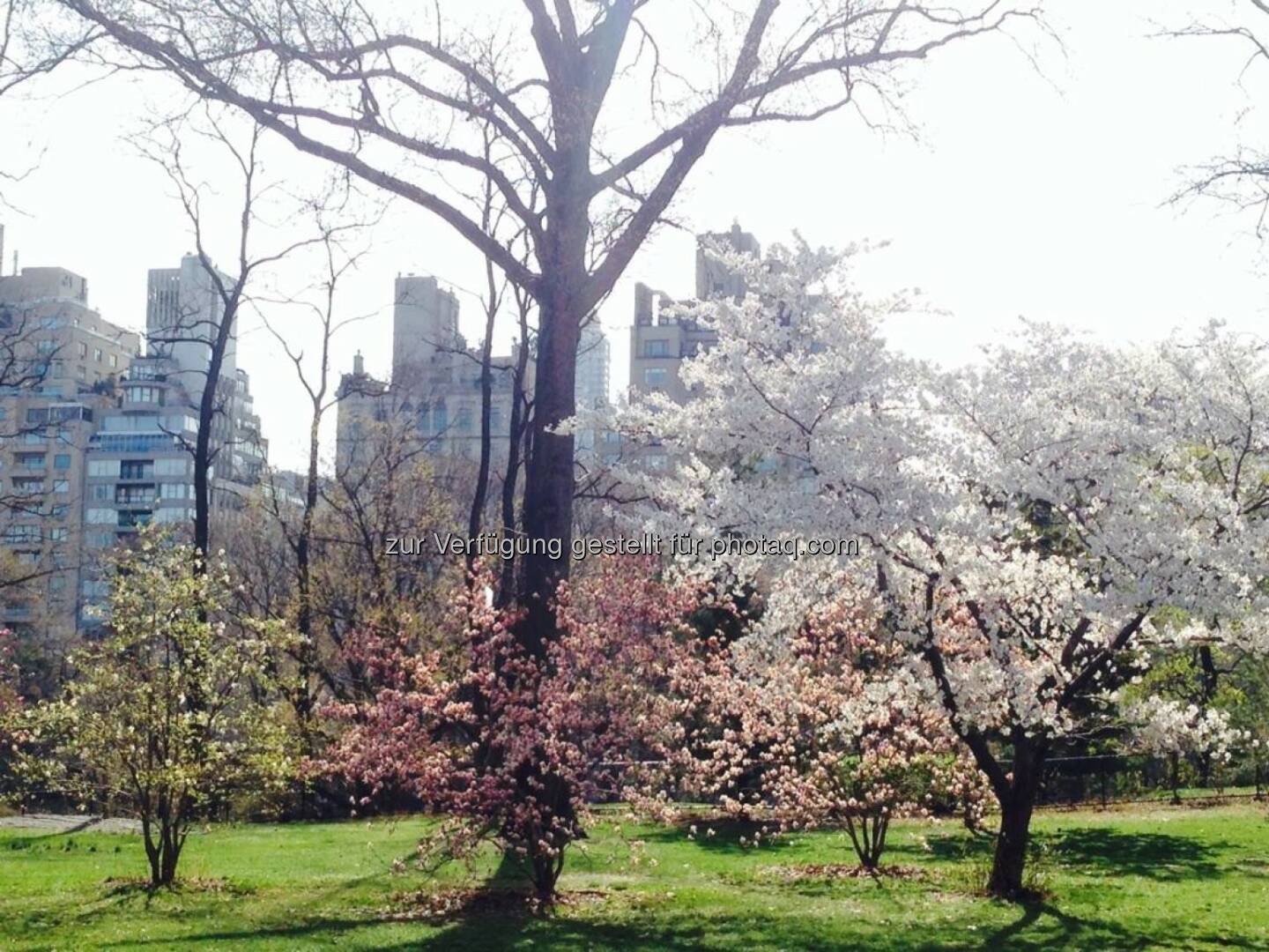 New York Central Park Frühling