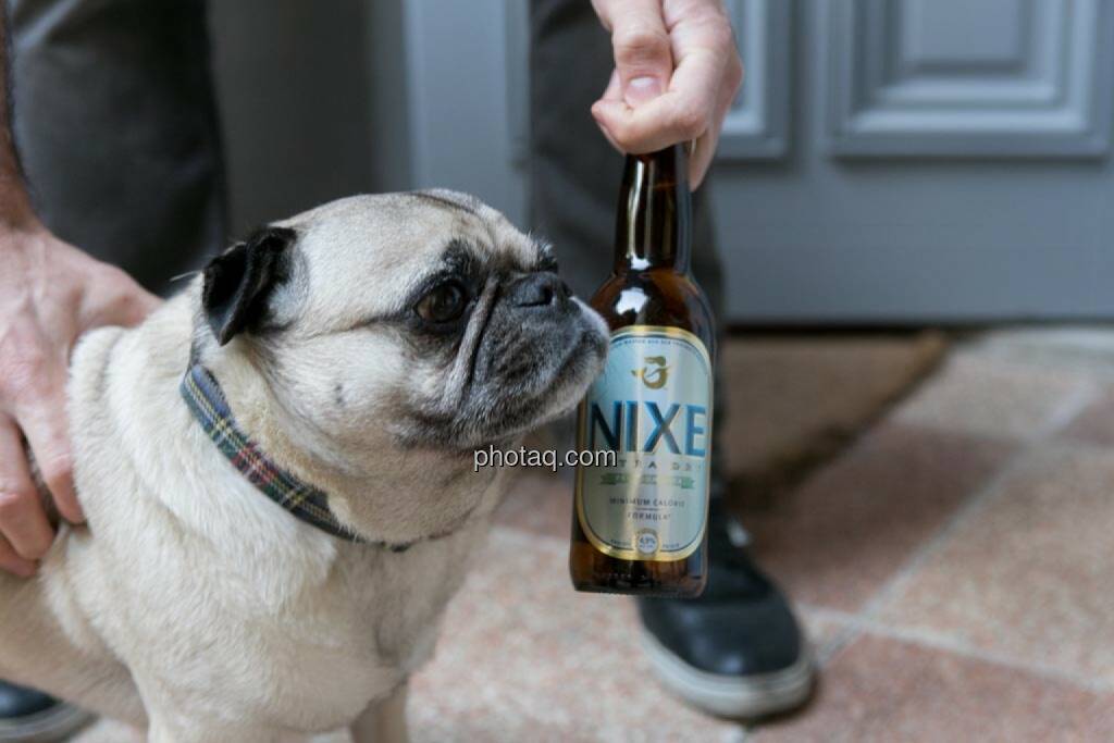 Mops, Nixe Bier, © finanzmarktfoto.at/Martina Draper (15.05.2014) 