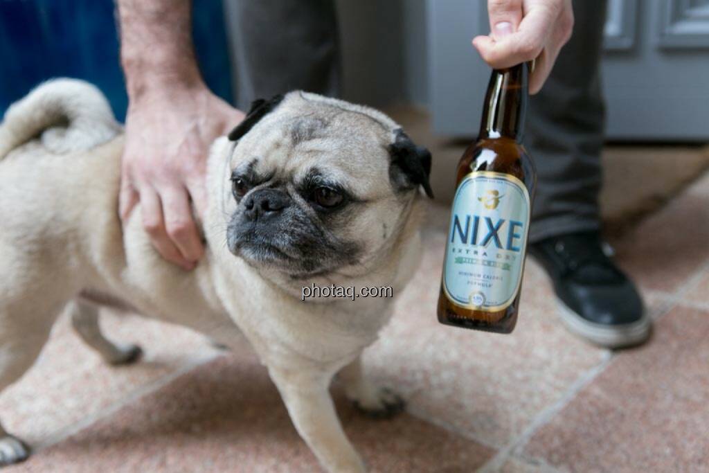 Mops, Nixe Bier, © finanzmarktfoto.at/Martina Draper (15.05.2014) 