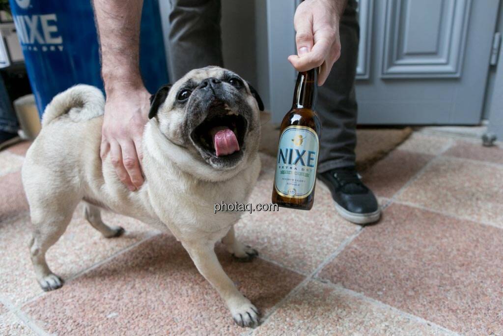 Mops, Nixe Bier, © finanzmarktfoto.at/Martina Draper (15.05.2014) 