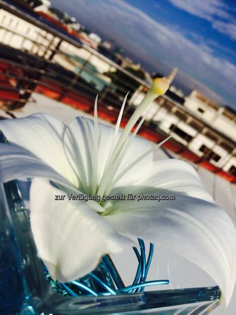 Blume, Ausblick, © Martina Draper (24.06.2014) 