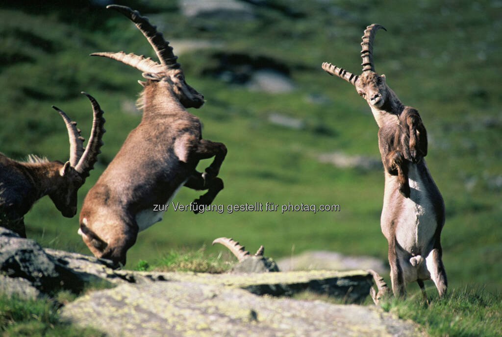 Yes, Freude, Steinböcke, Hohe Tauern - die Nationalpark-Region in Kärnten Tourismus GmbH: Share your Magic moment! , © Aussendung checkfelix (26.06.2014) 