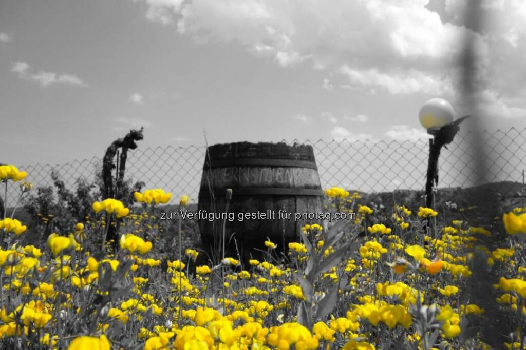 Bauern, Blumen, gelb, © Dirk Herrmann (29.06.2014) 