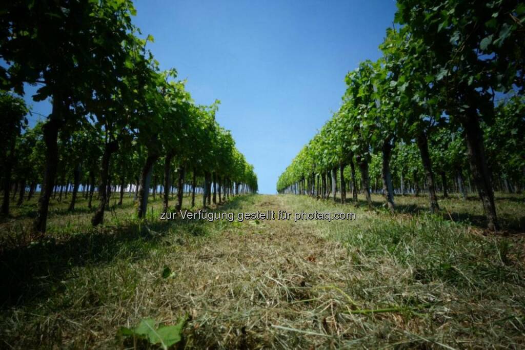 Steiermark, Wein, © Dirk Herrmann (29.06.2014) 