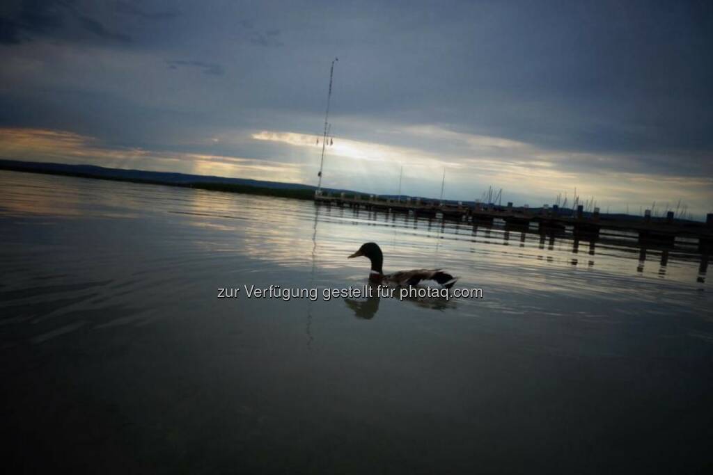 Ente Neusiedlersee Dämmerung, © Dirk Herrmann (29.06.2014) 