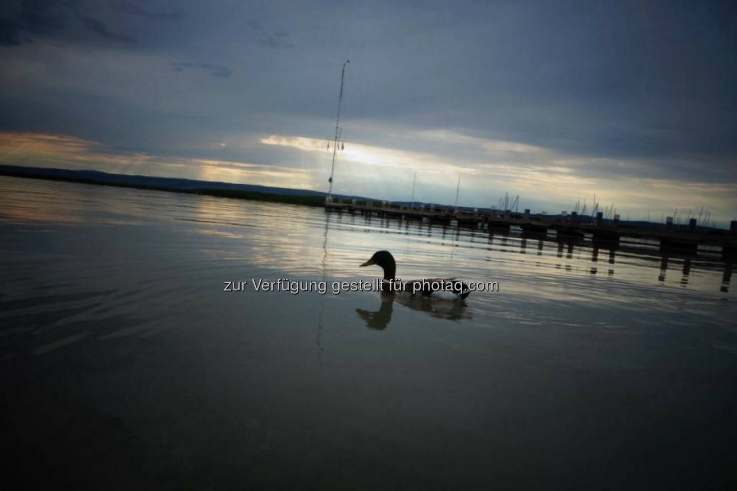 Ente Neusiedlersee Dämmerung