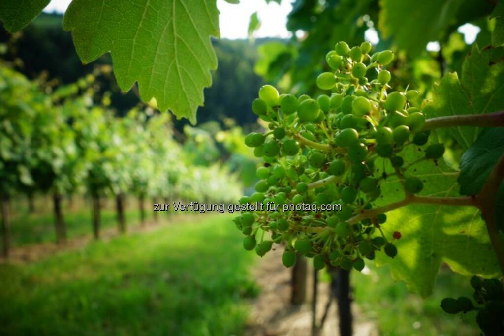 Wein, Weintrauben, Steiermark, © Dirk Herrmann (29.06.2014) 