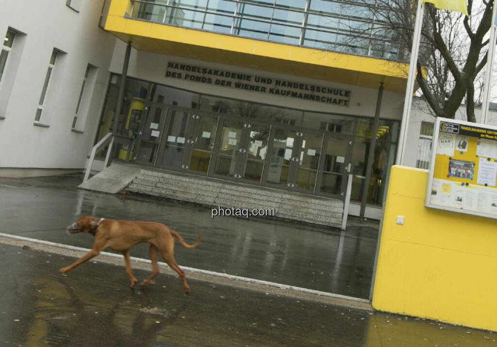 Vienna Business School mit Hund davor, 1210 Wien, © Martina Draper/finanzmarktfoto.at (06.01.2013) 