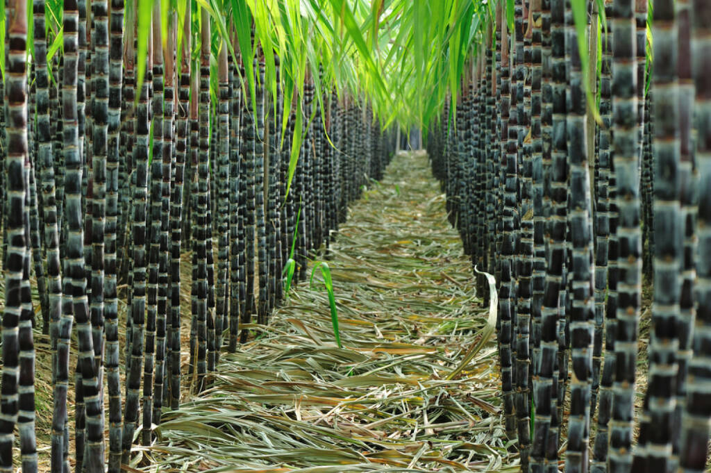 Zuckerrohr, http://www.shutterstock.com/de/pic-125618474/stock-photo-sugarcane-field.html , © (www.shutterstock.com) (01.07.2014) 