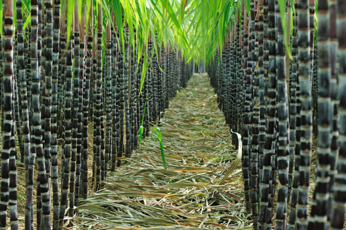 Zuckerrohr, http://www.shutterstock.com/de/pic-125618474/stock-photo-sugarcane-field.html 