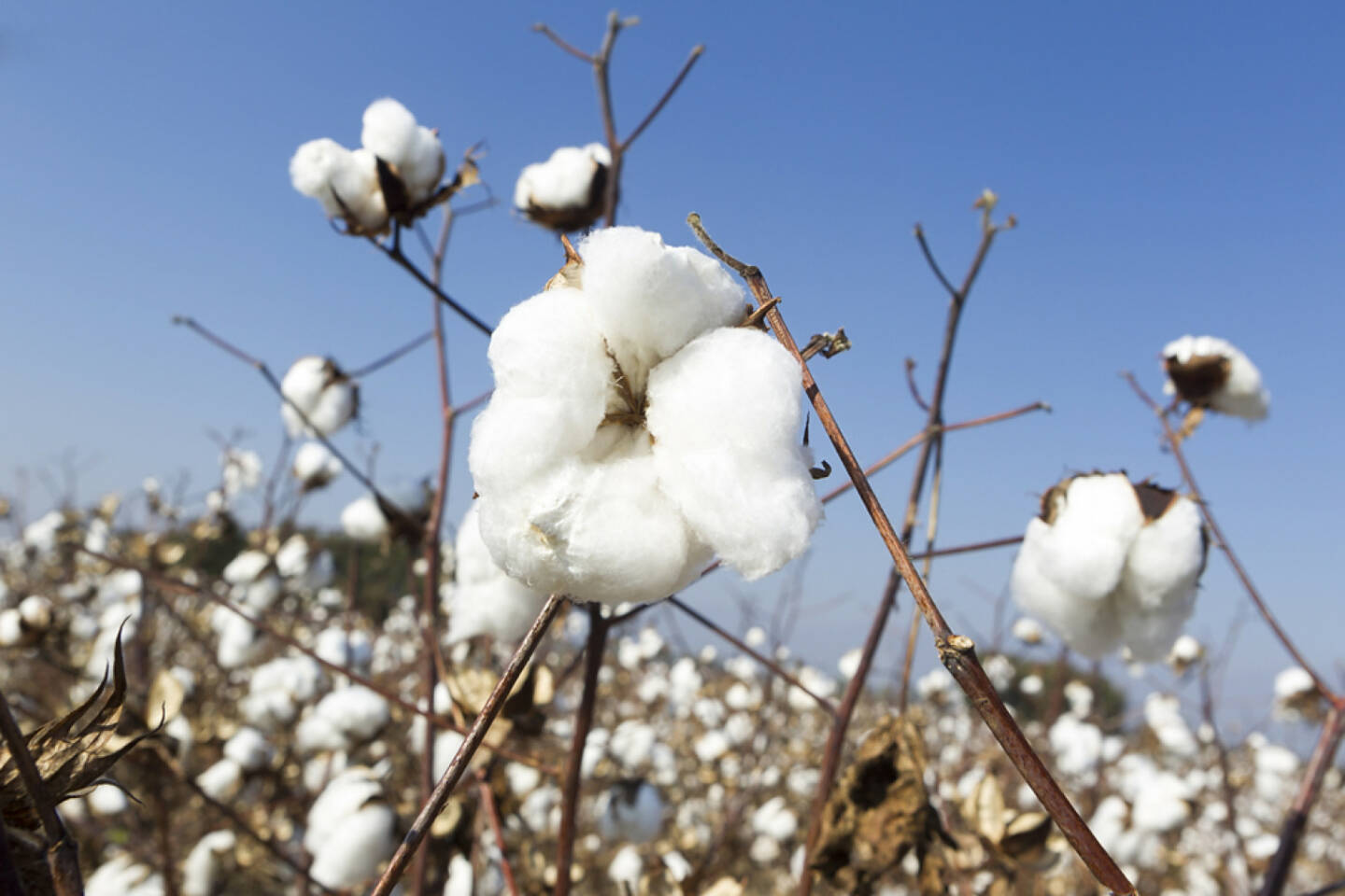 Baumwolle, http://www.shutterstock.com/de/pic-160930505/stock-photo-cotton-fields-white-with-ripe-cotton-ready-for-harvesting.html 