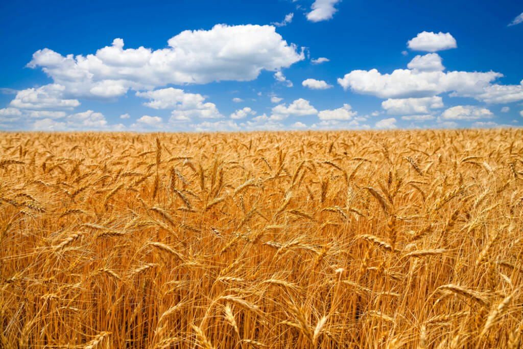 Weizen, Weizenfeld, http://www.shutterstock.com/de/pic-200621507/stock-photo-wheat-field.html , © (www.shutterstock.com) (01.07.2014) 