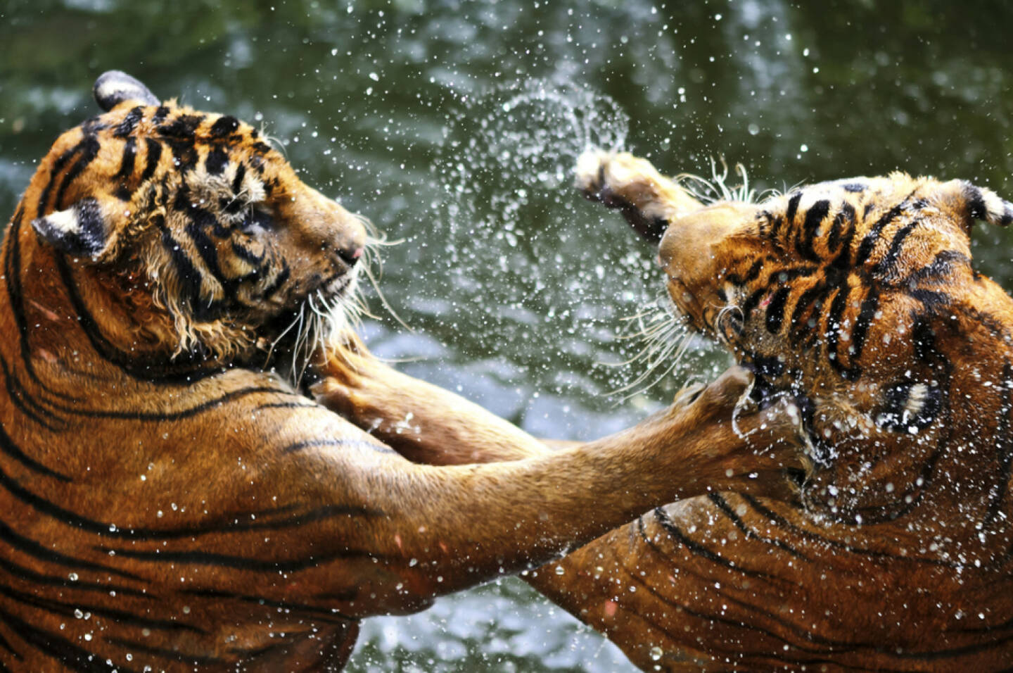 Tiger, Wettkampf, Zweikampf, Streit, Macht, Kraft, messen, http://www.shutterstock.com/de/pic-153535766/stock-photo-fighting-tigers.html 