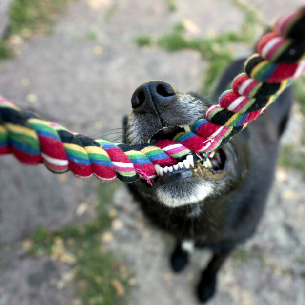 verbeissen, beissen, Biss, verbissen, zubeissen, Hund, festhalten, http://www.shutterstock.com/de/pic-153535241/stock-photo-close-up-of-nose-and-teeth-of-black-dog-biting-a-rope-having-a-tug-of-war-with-his-master.html , © (www.shutterstock.com) (08.07.2014) 