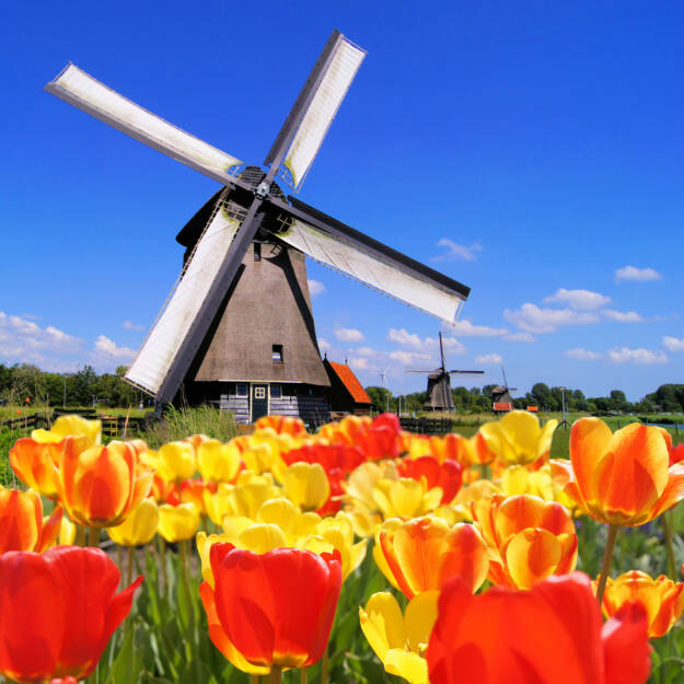 Windmühle, Tulpen, gegen, Holland, Niederlande, NL, http://www.shutterstock.com/de/pic-112674380/stock-photo-traditional-dutch-windmills-with-vibrant-tulips-in-the-foreground-the-netherlands.html (Bild: shutterstock.com) (13.07.2014) 
