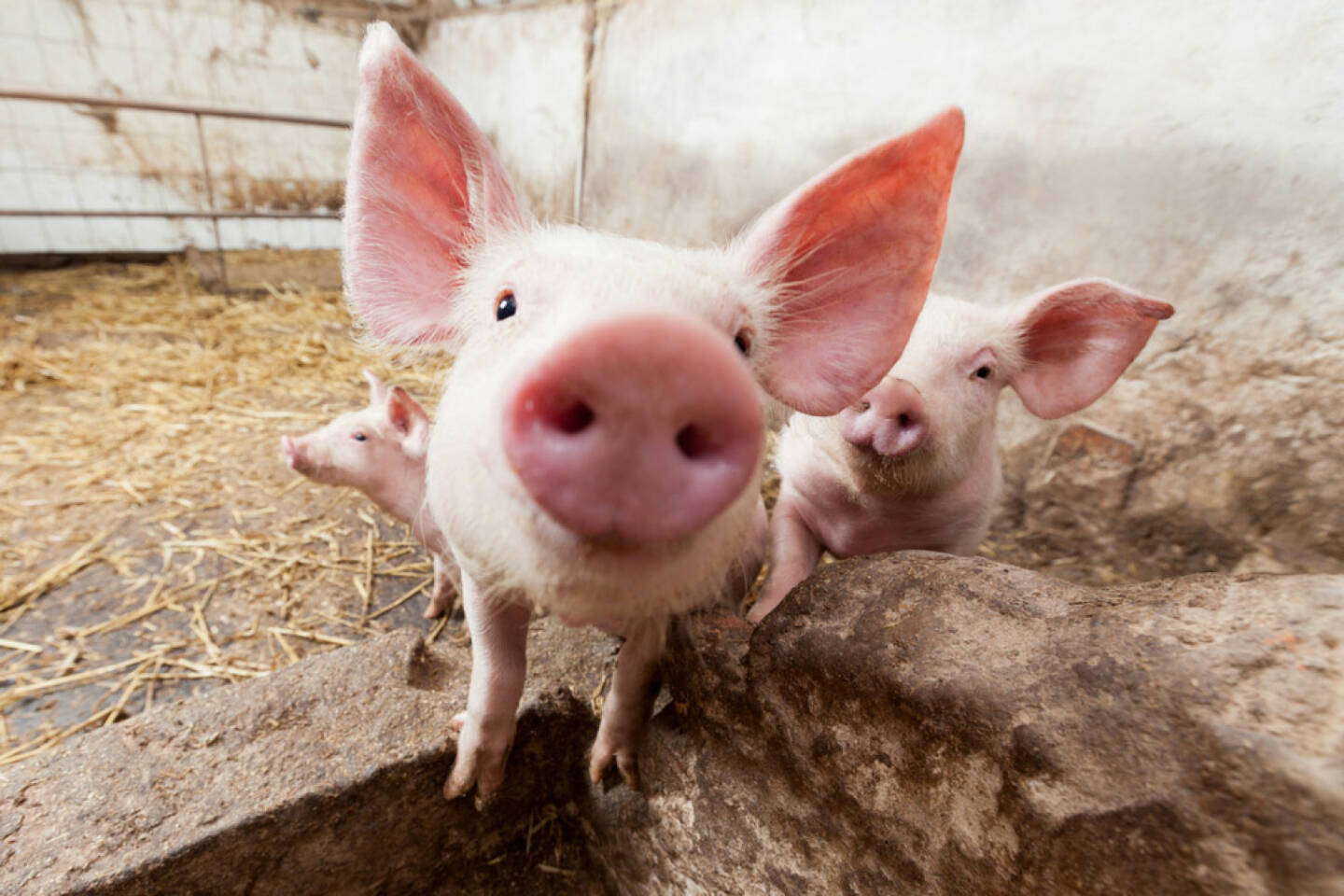 Schwein, Ferkel, Sau, Sauerei, Tier, Fleisch, http://www.shutterstock.com/de/pic-134362790/stock-photo-young-pigs-on-the-farm.html 