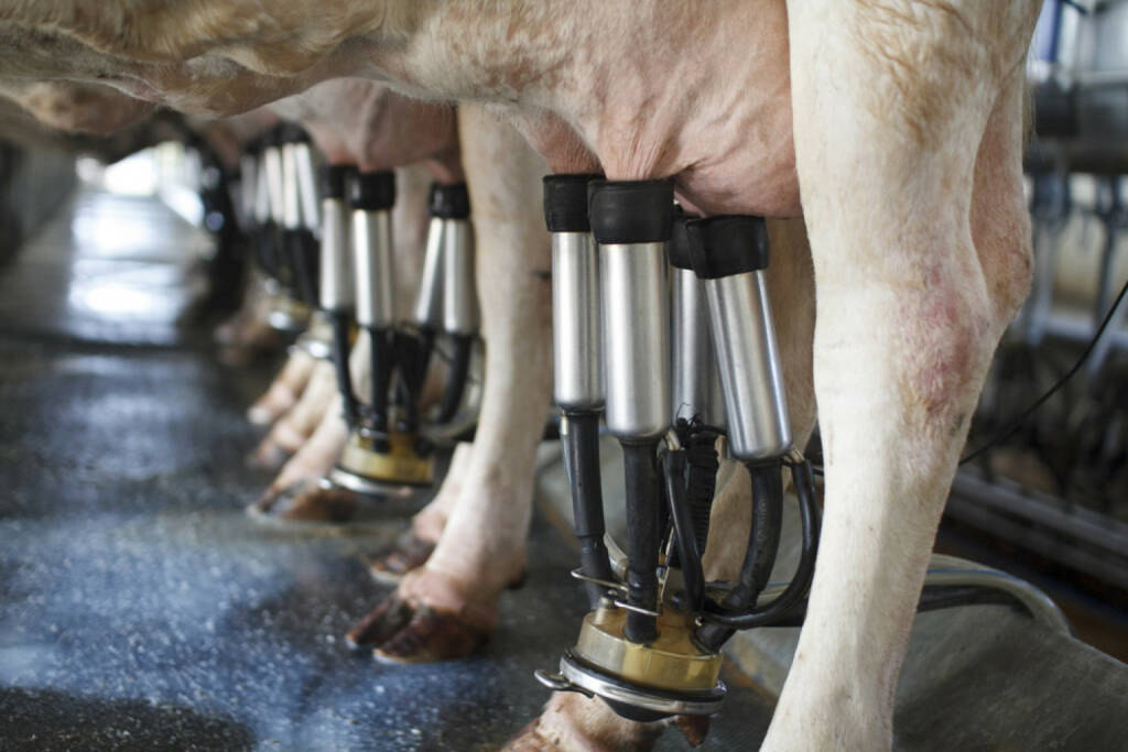 Kuh, melken, Milch, Melkkuh, gemolken, http://www.shutterstock.com/de/pic-172996022/stock-photo-row-of-cows-being-milked.html  (14.07.2014) 