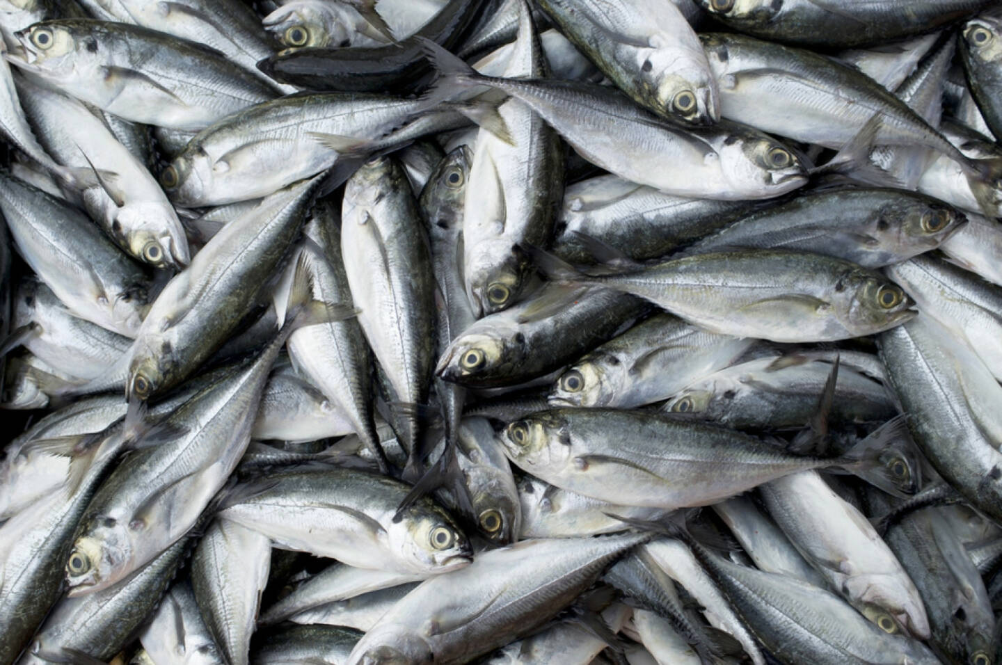 Fisch, http://www.shutterstock.com/de/pic-159785522/stock-photo-fresh-fish-in-market-pattani-thailand.html